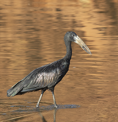 Openbill